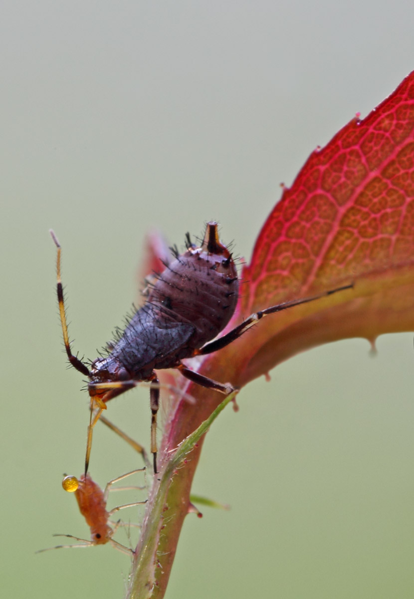 Miridae: Dareocoris ruber (ninfa) del Piemonte (TO)